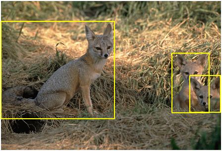 ImageNet-kit-fox