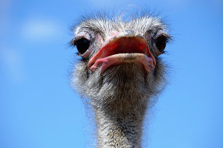 ostrich-picture