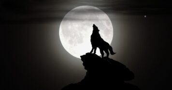 A wolf howling in the moonlight